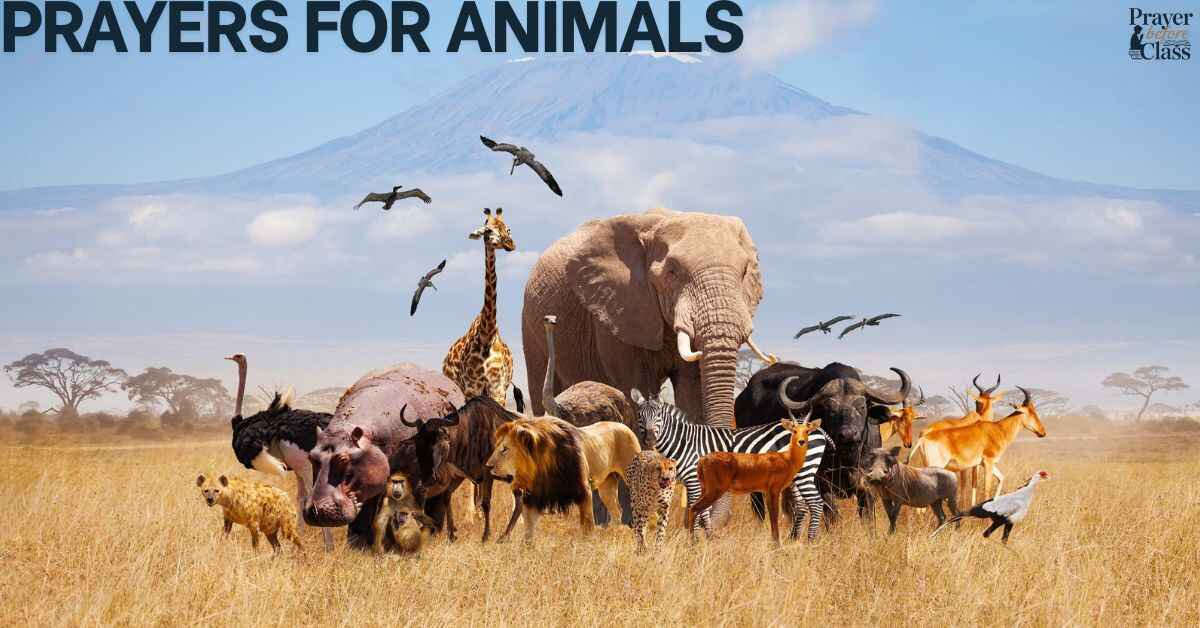 Prayers for Animals